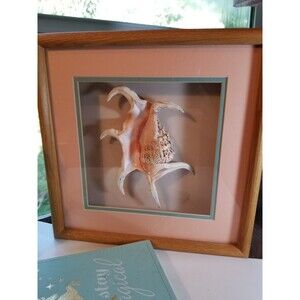 Jumbo Sea Shell and A Stunning specimen Shadow Box